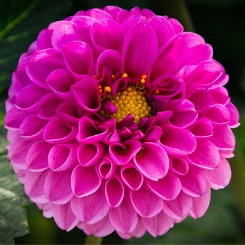 Dahlia- Devon Summit (Tuber)