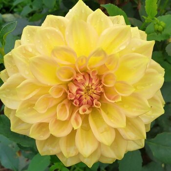 Dahlia- Gay Kybo (Tuber)