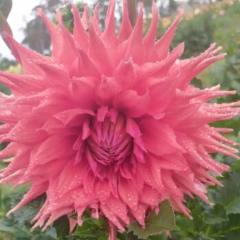 Dahlia- Glenmarc Kadina (Tuber)