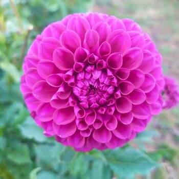 Dahlia- Glenmarc Lorena (Tuber)