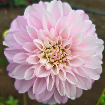 Dahlia- Hansford Combo (Tuber)