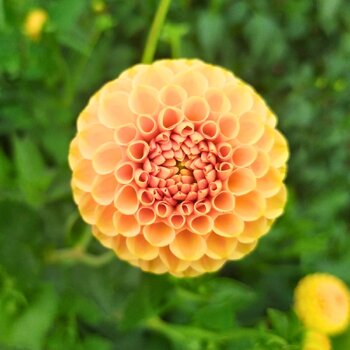 Dahlia- Hansford Honey Pom (Tuber)