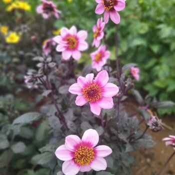 Dahlia- Happy Maddor (Tuber)