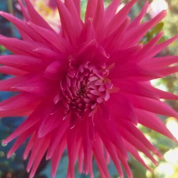 Dahlia- High Scarlet (Tuber)