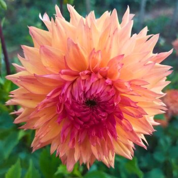 Dahlia- Teddy Bear (Tuber)
