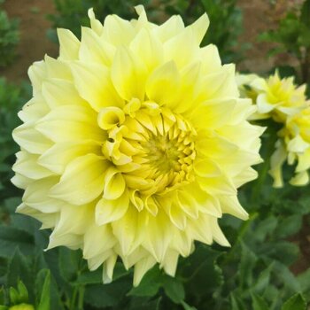 Dahlia- Warraview Paleface (Tuber)
