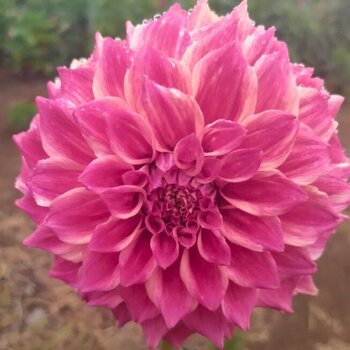 Dahlia- Winkie Rhubarb (Tuber)