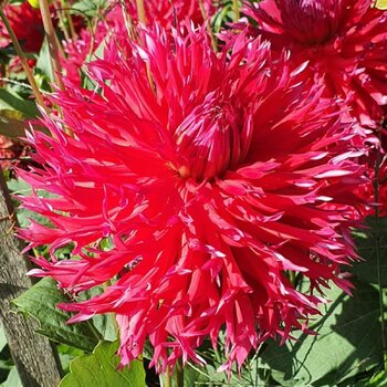Dahlia- Winkie Volcano (Tuber)