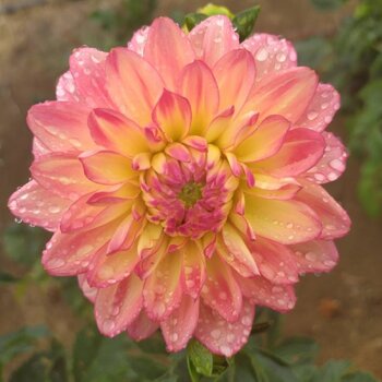 Dahlia- Croles (Tuber)