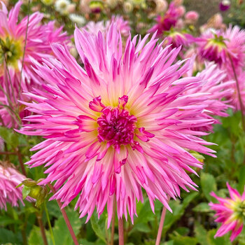 Dahlia- Aitara Picardy (Tuber)