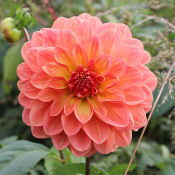 Dahlia- April Glory (Tuber)