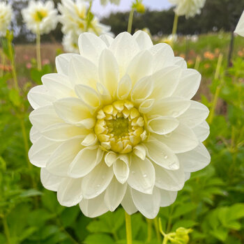Dahlia- Ben Hur (Tuber)