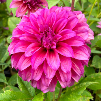 Dahlia- Blue Hills Gold (Tuber)
