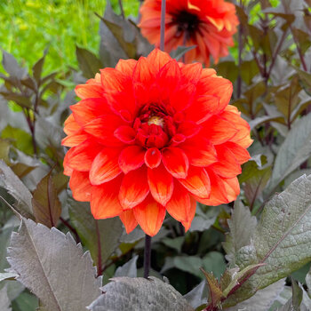 Dahlia- Bollywood Dancer (Tuber)