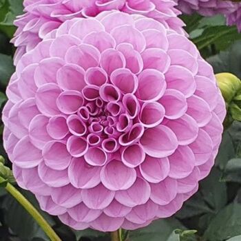 Dahlia- Shirley Yeomans (Tuber)