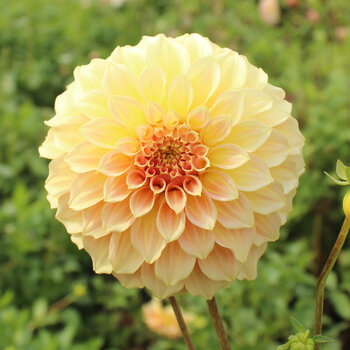 Dahlia- Bracken Sarah (Tuber)