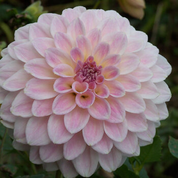 Dahlia- Cinderella (Tuber)