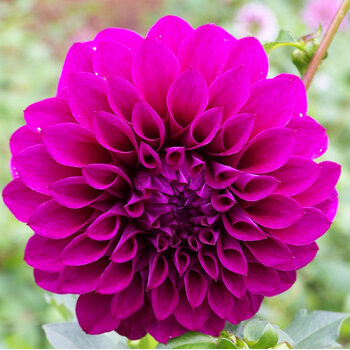 Dahlia- Formby Empress (Tuber)