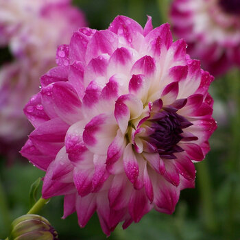 Dahlia- Gambier Jane (Tuber)