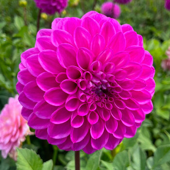 Dahlia- Glenmarc Challenger (Tuber)