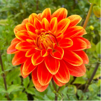 Dahlia- Hot Coals (Tuber)