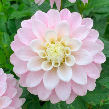 Dahlia- Little Bobby (Tuber)