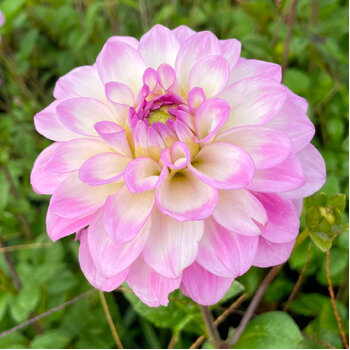 Dahlia- Little Lady (Tuber)