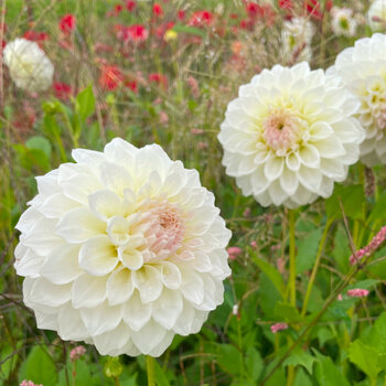 Dahlia- Make a Wish (Tuber)