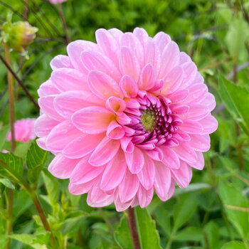 Dahlia- Oh Really (Tuber)