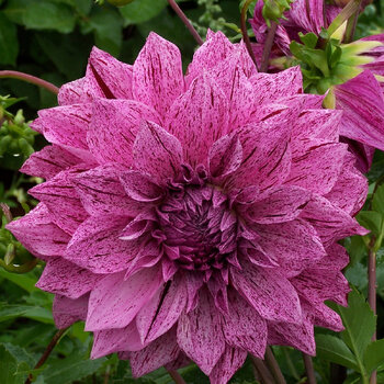 Dahlia- Samoan Prince (Tuber)