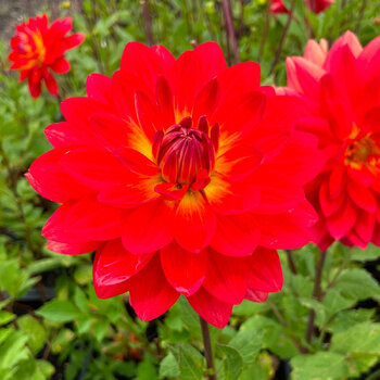 Dahlia- Tara Tahi Ruby (Tuber)