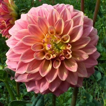 Dahlia- Sunset (Tuber)