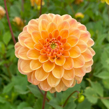 Dahlia- Honeycomb (Tuber)