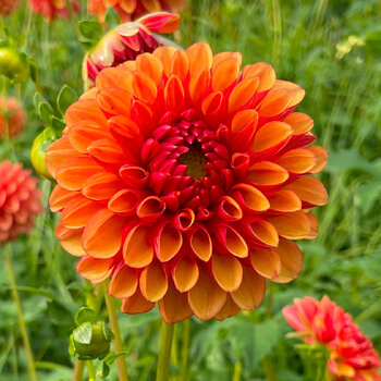 Dahlia- Oranges & Lemons (Tuber)
