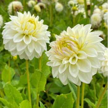 Dahlia- Puck (Tuber)