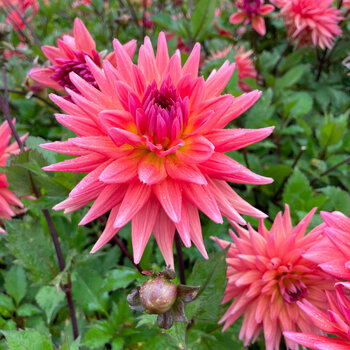Dahlia- Winkie Mark (Tuber)