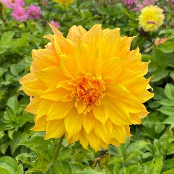 Dahlia- Bills Sunburst (Tuber)
