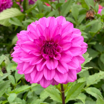 Dahlia- CMC Blue (Tuber)