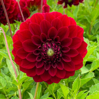 Dahlia- Moulin Rouge (Tuber)