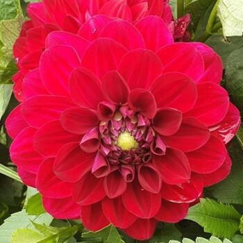 Dahlia- Rosalie (Tuber)