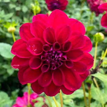 Dahlia- Rachel (Tuber)