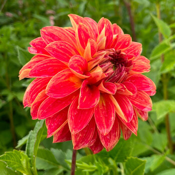 Dahlia- Van Gogh (Tuber)