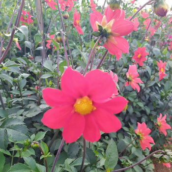 Dahlia- Bee Jay (Tuber)
