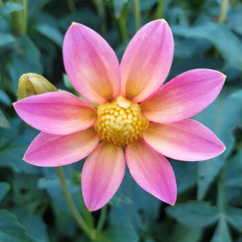 Dahlia- Shepherd's Delight (Tuber)