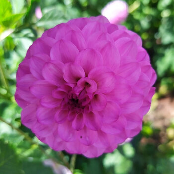 Dahlia- Lavender Beauty (Tuber)