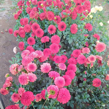 Dahlia- Dragon's Blood (Tuber)