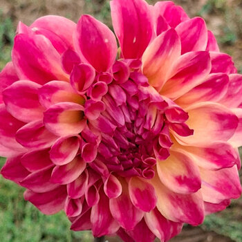 Dahlia- Sunstruck (Tuber)