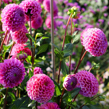 Dahlia- Floralie Novice (Tuber)