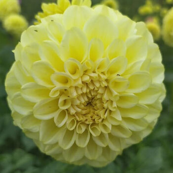 Dahlia- Otway Gem (Tuber)