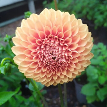 Dahlia- Hansford's Tuscany (Tuber)